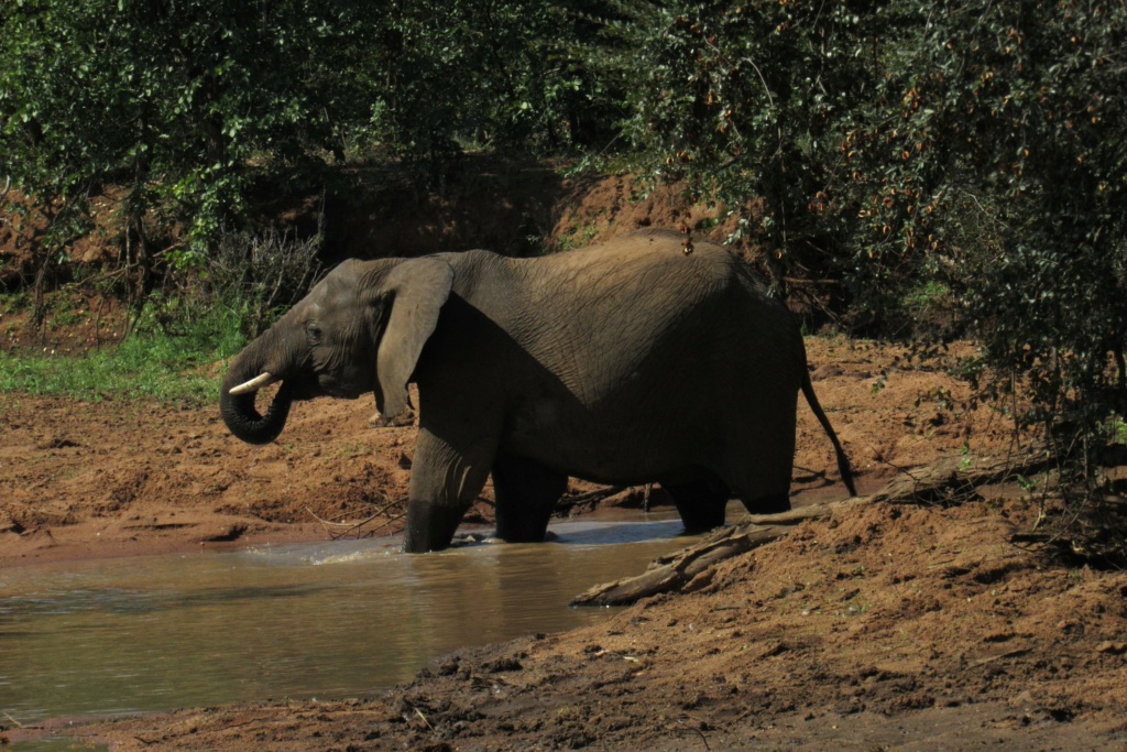 Fil parallèle concours de janvier 2024 : les pieds dans l'eau  - Page 3 Afriqu16