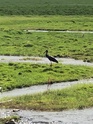 алтай - На Алтай занесло редких кудрявых пеликанов B6060710