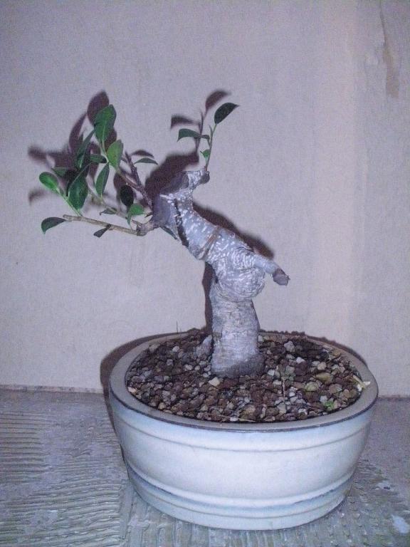 mon ficus(coupe courte, ;) ) - Page 4 Pb270816