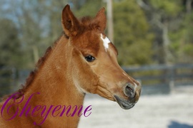 Les Chevaux Sauvages Cheyen10