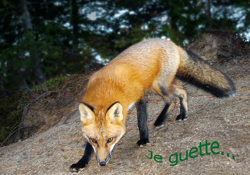 Aimez-vous la tête de ce renard? Unnam320