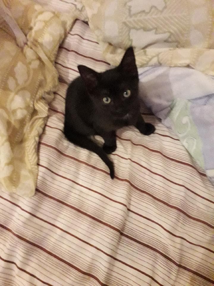 Pipo petit chaton né au environs du 20 octobre 2019 Pipo210