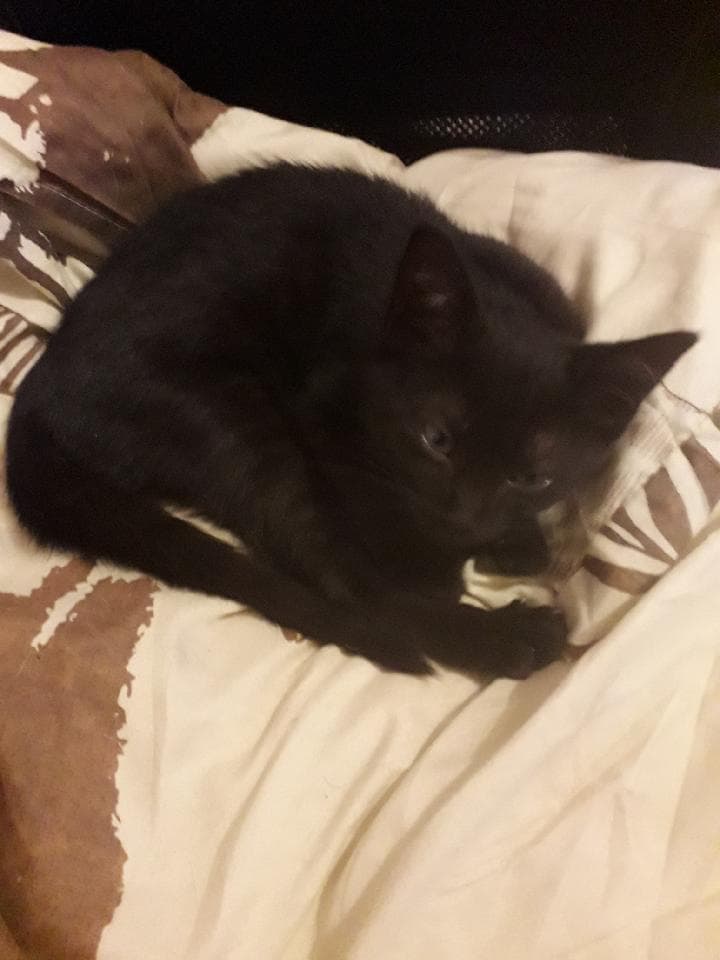 Pipo petit chaton né au environs du 20 octobre 2019 Pipo310