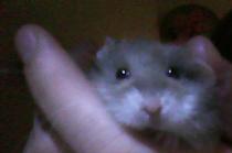 Mon hamster est nain, oui mais quelle couleur et quelle race Hamste11