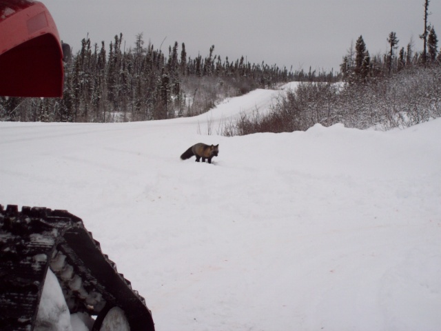 ma chasse au caribou 2009 zone 22b 103_0115