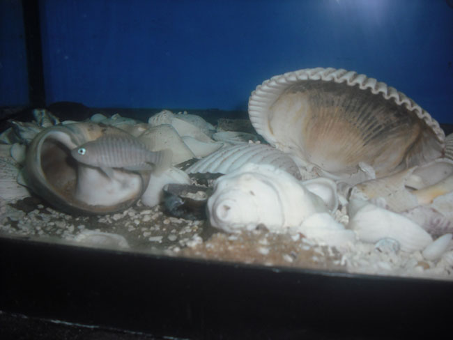 Shellies Shells12