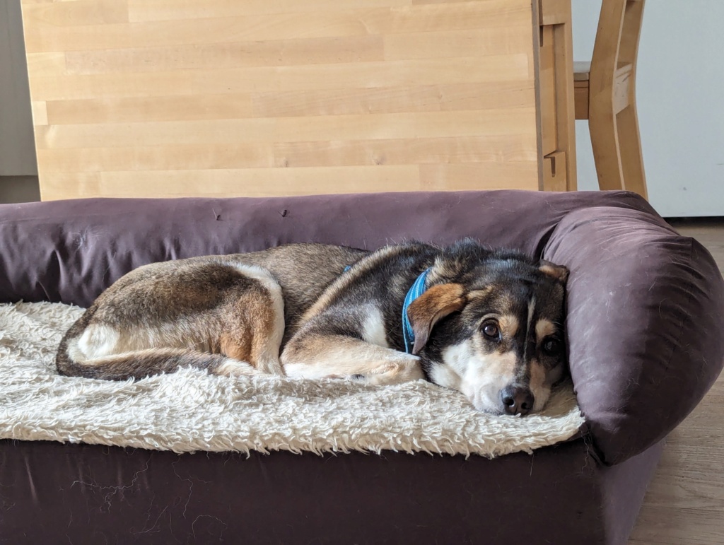 [ A l adoption] EMKA femelle croisée née le 05/10/2019 en accueil  ( 44) Pxl_2021