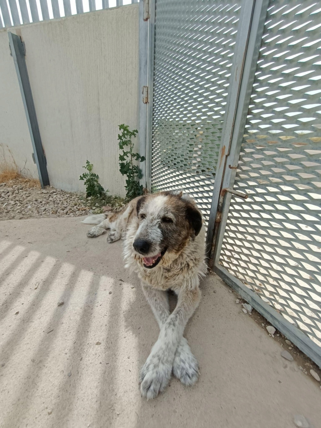 ELLA - mastine  12 ans (10 ans de refuge)  - Asso Une Histoire de Galgos  - Extramadure  Espagne 29143010