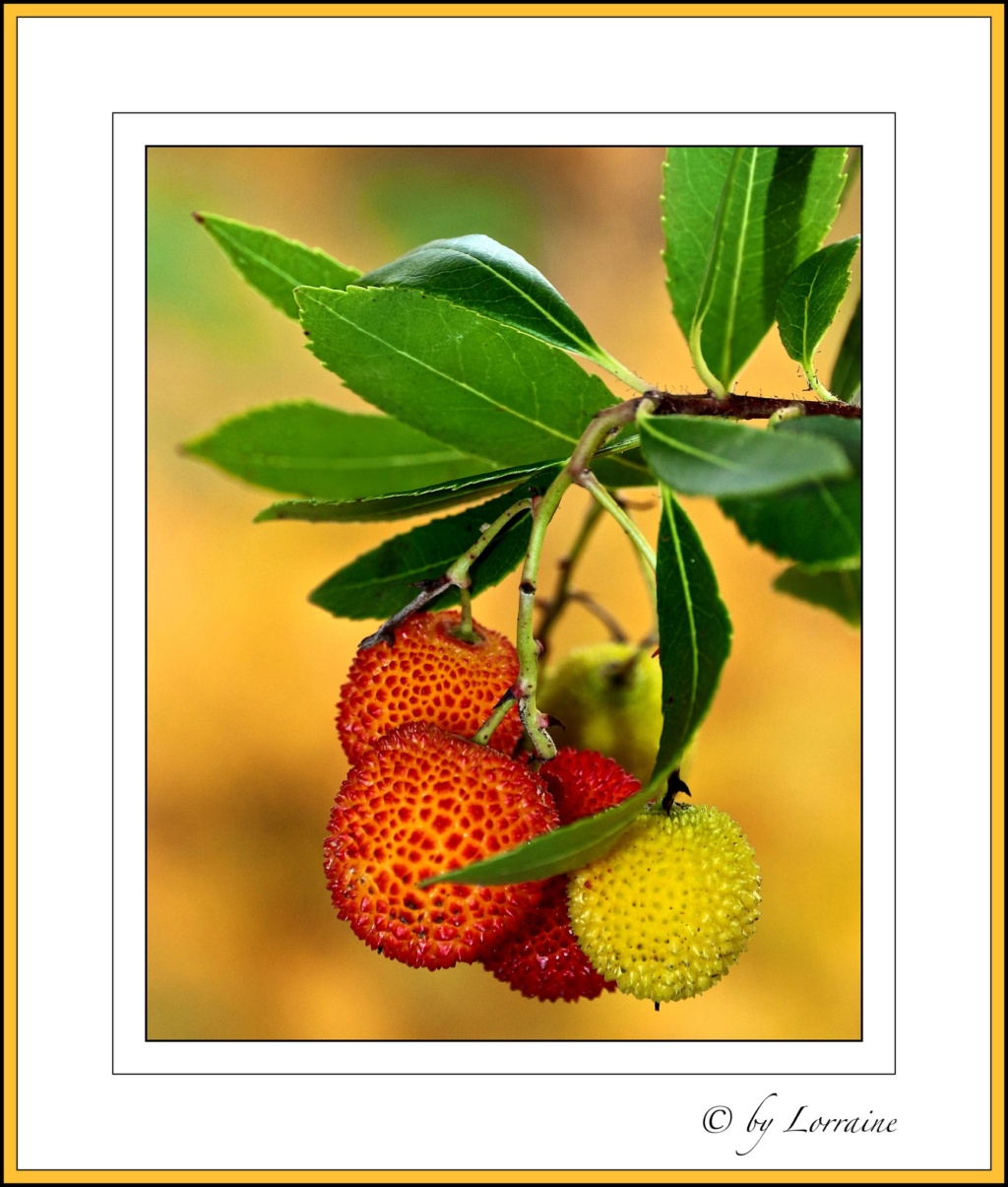 Ericaceae - Seite 6 Image122