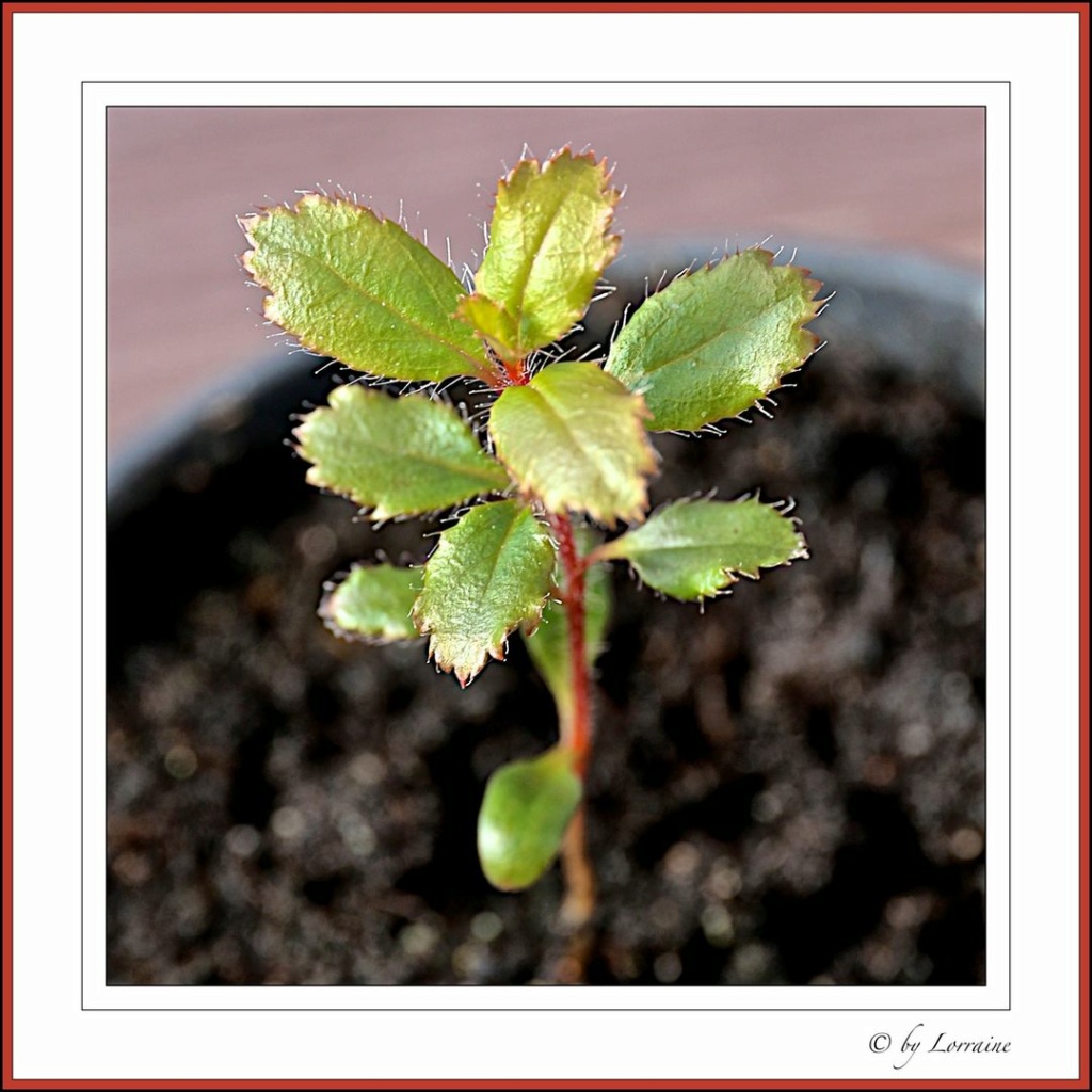 aussaat - Aussaat Erdbeerbaum (Arbutus unedo) Image193