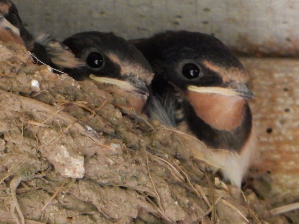 Des locataires saisonniers : hirondelle rustique/ H. rustica Hirond10