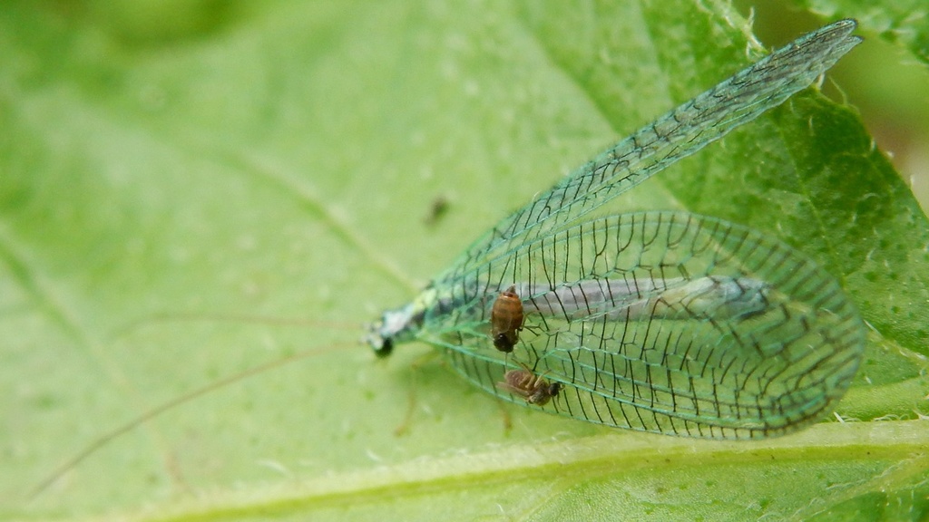 Chrysopa perla L. 1758 Lion des pucerons. Insect10
