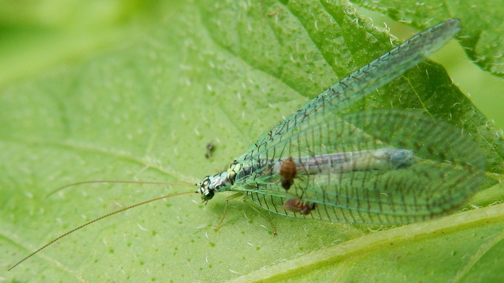 Chrysopa perla L. 1758 Lion des pucerons. Insect11
