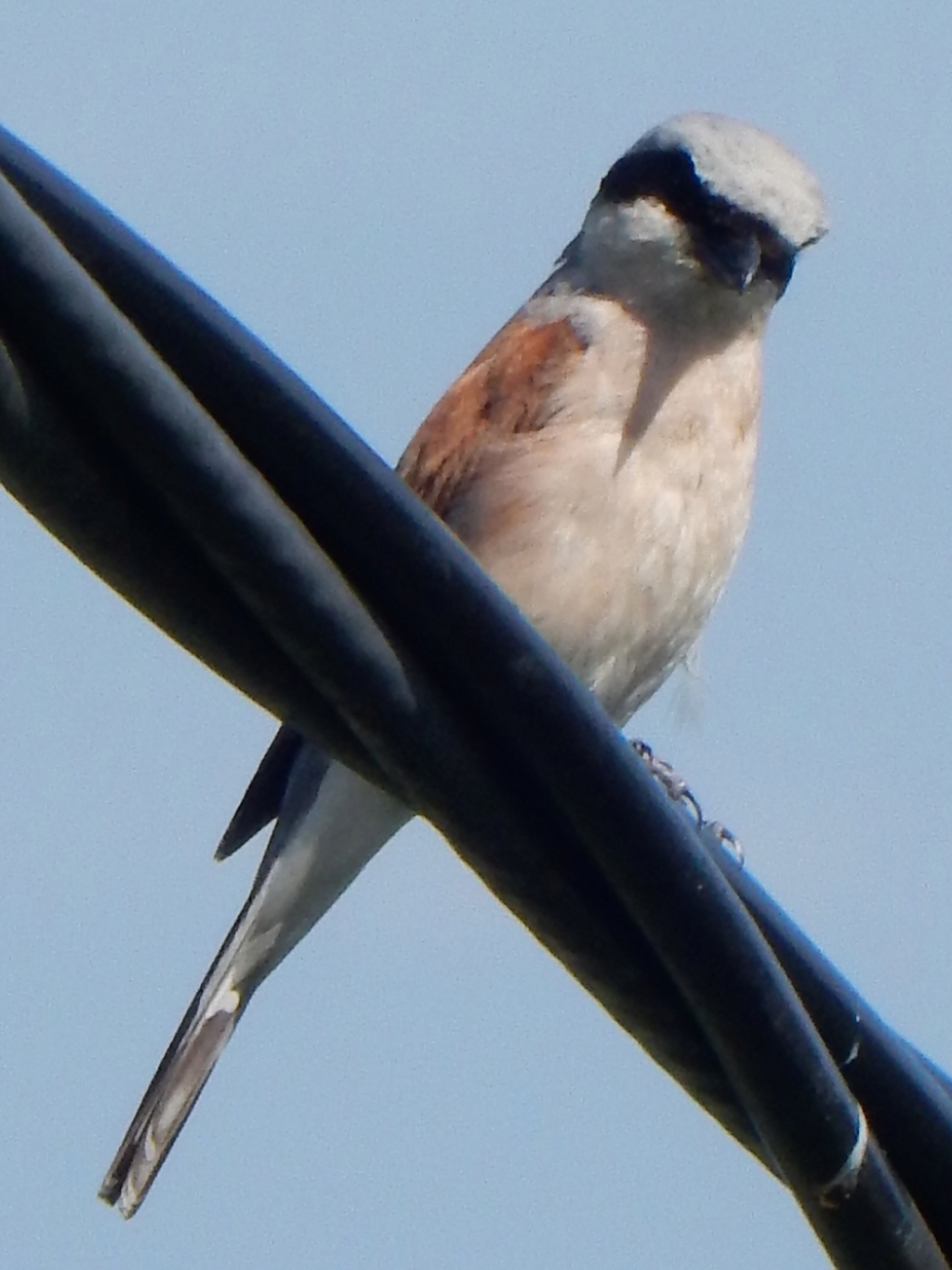 Lanius collurio Linnaeus, 1758 Pie-grièche écorcheur Pie_gr10