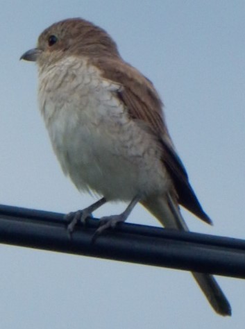 Lanius collurio Linnaeus, 1758 Pie-grièche écorcheur Pie_gr12