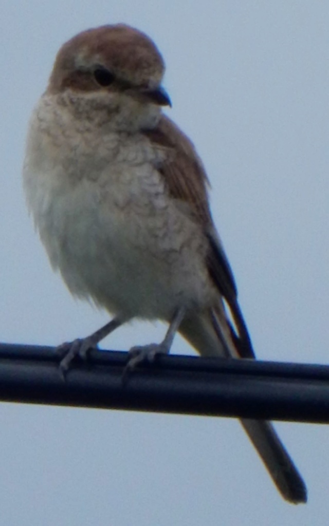 Lanius collurio Linnaeus, 1758 Pie-grièche écorcheur Pie_gr14