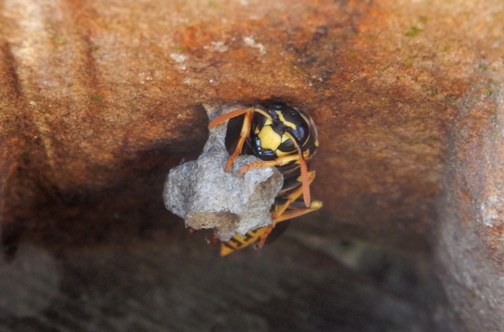 Polistes sp/ guêpe poliste Polist10