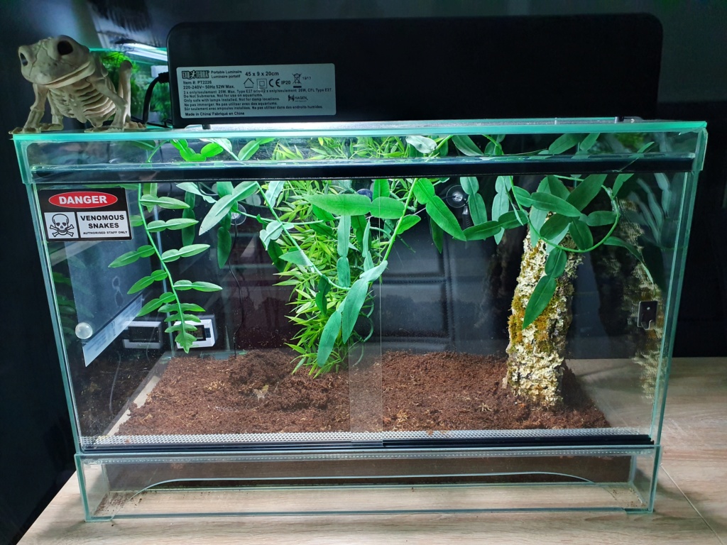 Terra ceratophrys 20191010