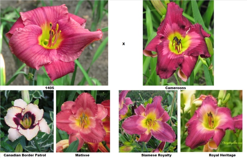 2 - Les hybridations de 2017 chez grigri (mise à jour avec la floraison de 2022) - Page 6 1405_x12