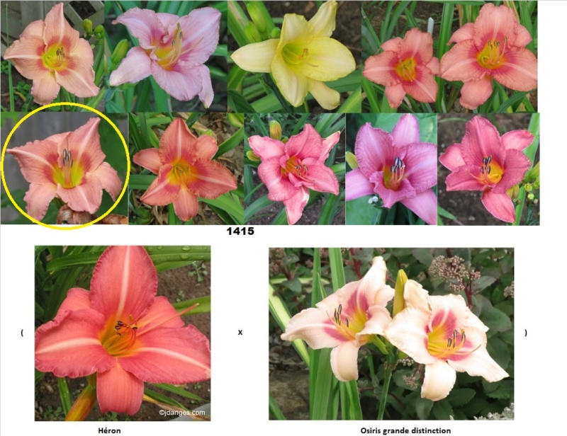 Les hybridations de 2016 chez grigri (mise à jour avec les floraisons de 2022) - Page 6 1415-012
