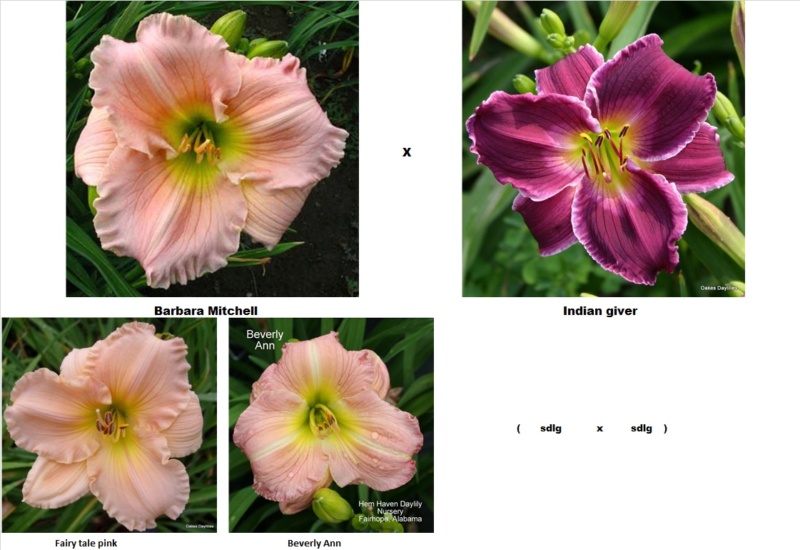 Les hybridations de 2015 chez Grigri (mise à jour avec la floraison de 2022) 1501-a12