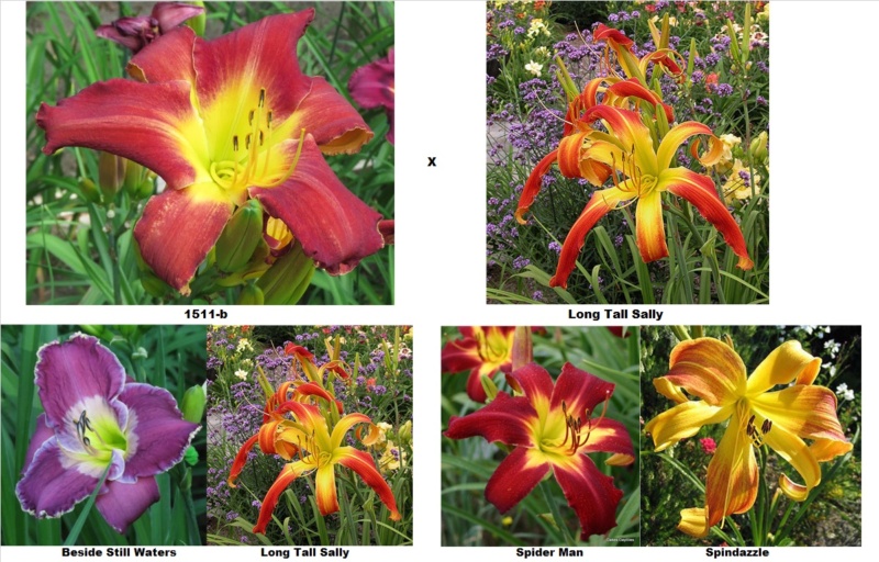 2 - Les hybridations de 2017 chez grigri (mise à jour avec la floraison de 2022) - Page 7 1511-b45