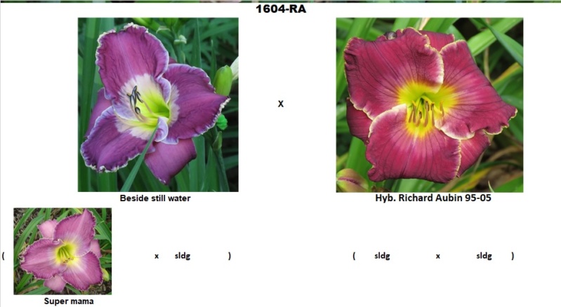 Les hybridations de 2016 chez grigri (mise à jour avec les floraisons de 2022) - Page 4 1604-r10
