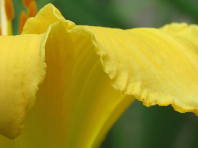 Les croisements enregistrés officiellement sur le site de American Hemerocallis society (ADS) 19100-11