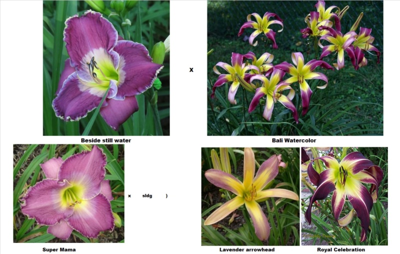 Les hybridations de 2015 chez Grigri (mise à jour avec la floraison de 2022) Beside23