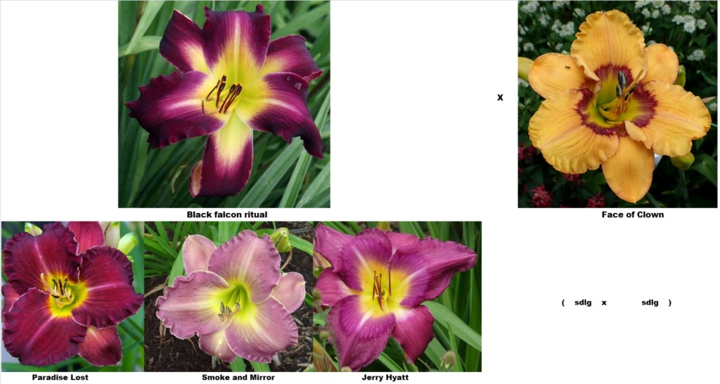 Semis d'Hemerocallis ( hémérocalles )  - Page 26 Black_19