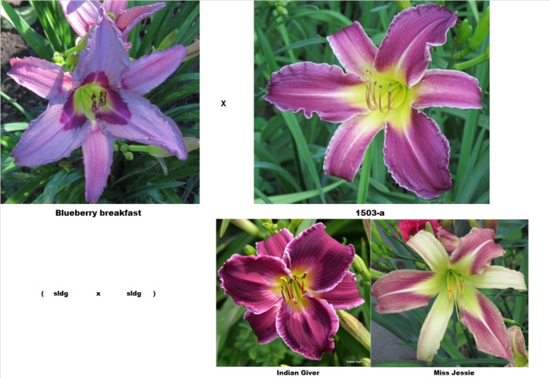 Les hybridations de 2018 chez grigri (mise à jour 2022 faite) - Page 4 Bluebe16