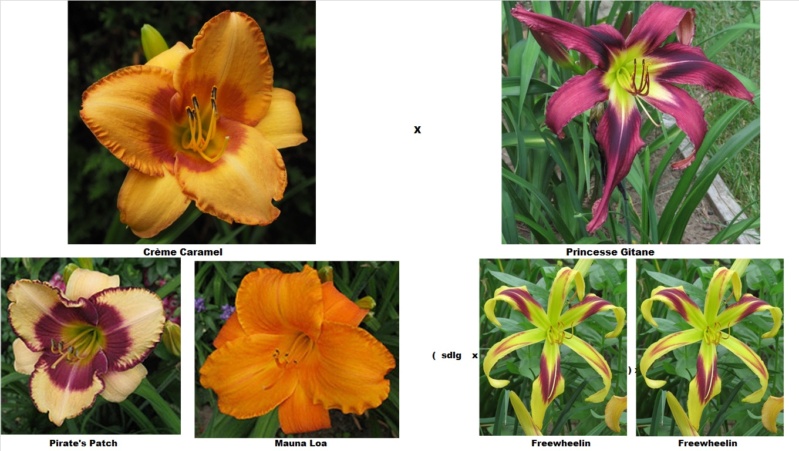 Les hybridations de 2021 chez Grigri Crzome14