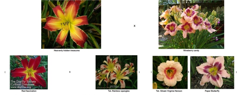 Les hybridations de 2016 chez grigri (mise à jour avec les floraisons de 2022) - Page 7 Heaven14