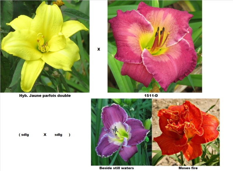 Les hybridations de 2018 chez grigri (mise à jour 2022 faite) - Page 4 Hyb_no24