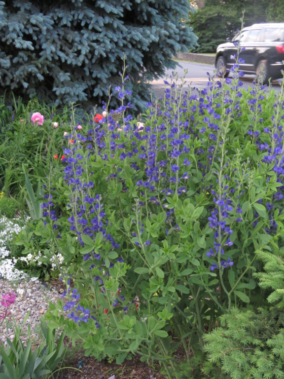 Mon jardin en juin... ça pousse vite en cette période ! Img_1539