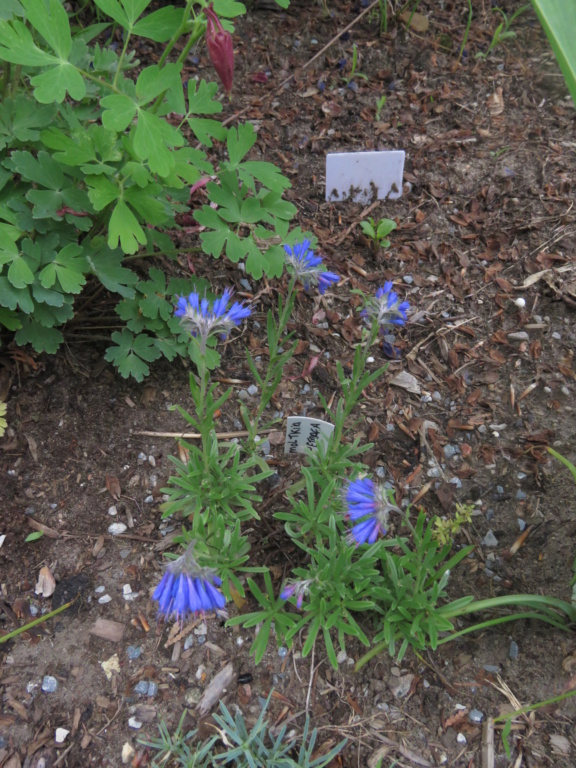 Mon jardin en juin... ça pousse vite en cette période ! - Page 2 Img_1628