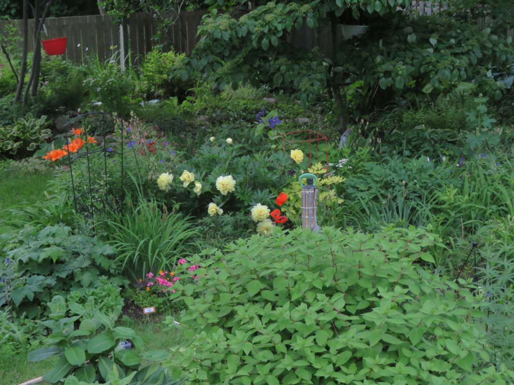 Mon jardin en juin... ça pousse vite en cette période ! - Page 3 Img_1643