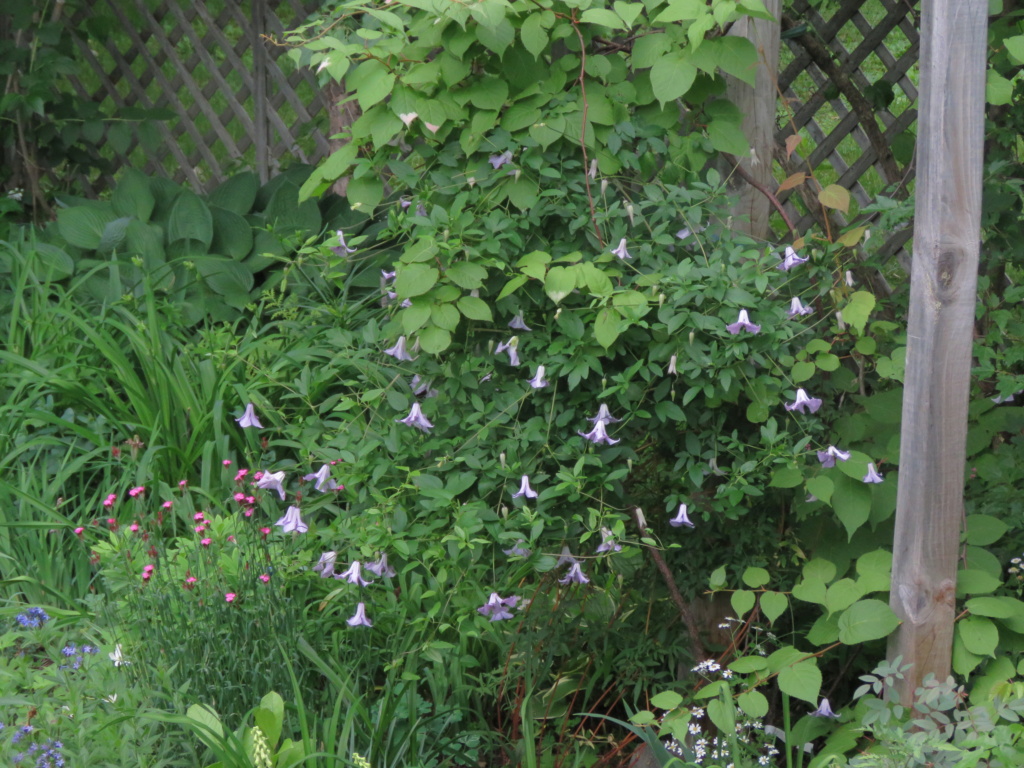 Mon jardin en juin... ça pousse vite en cette période ! - Page 3 Img_1656