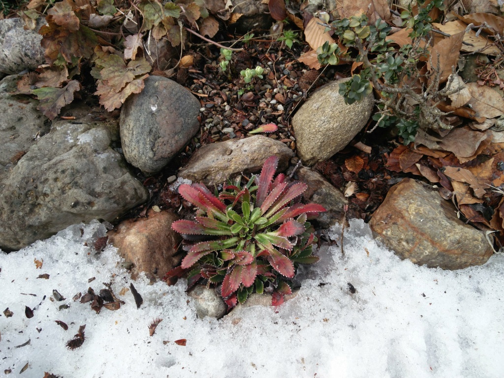 La neige s'en va et laisse entrevoir les plantes... enfin, on revit ! Img_2065