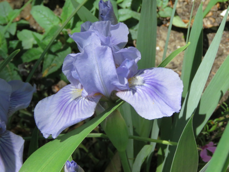 Petit iris bleu pâle Img_2087