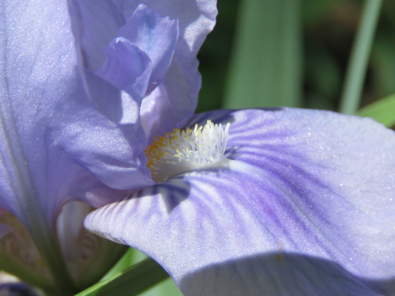 Petit iris bleu pâle Img_2090