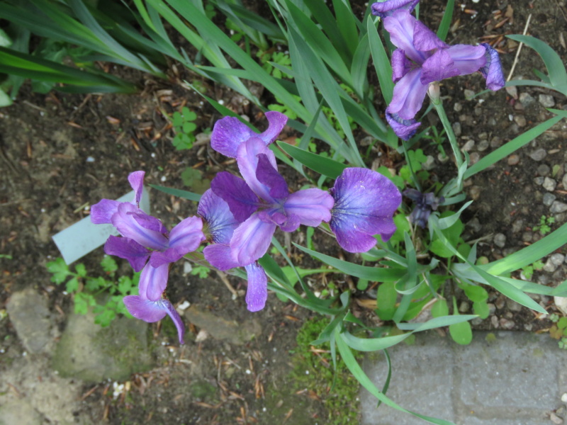 Après le mois de Marie, c'est le mois des iris et des pivoines chez Grigri - Page 3 Img_2592