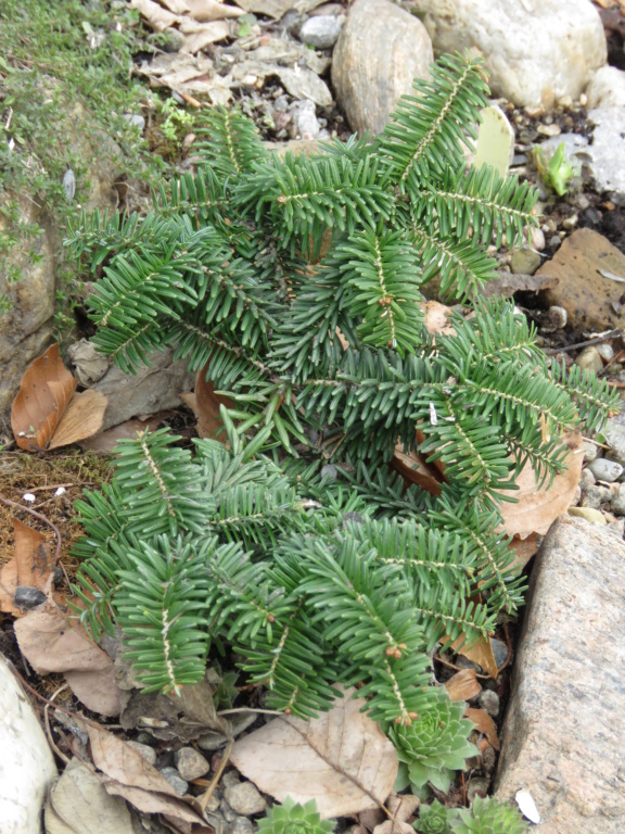 Chaque jour est un cadeau dans le jardin de grigri (saison 2019) - Page 2 Img_2634