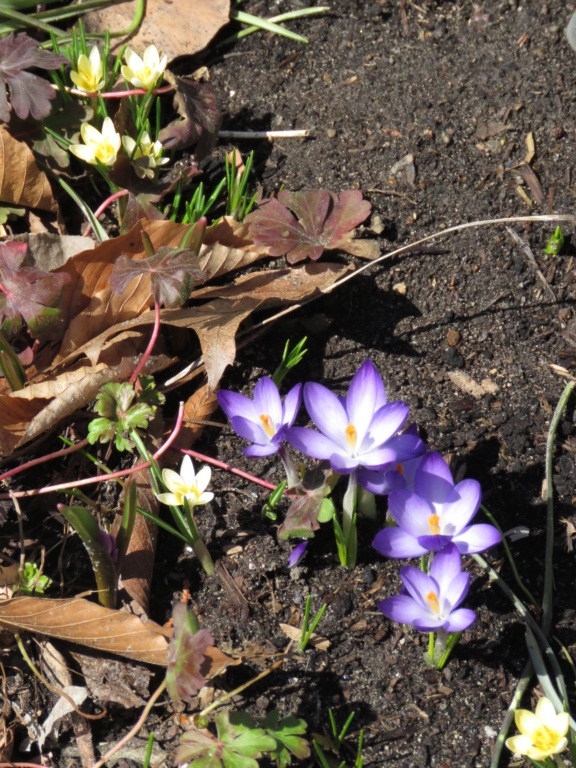 Chaque jour est un cadeau dans le jardin de grigri (saison 2019) - Page 3 Img_2639