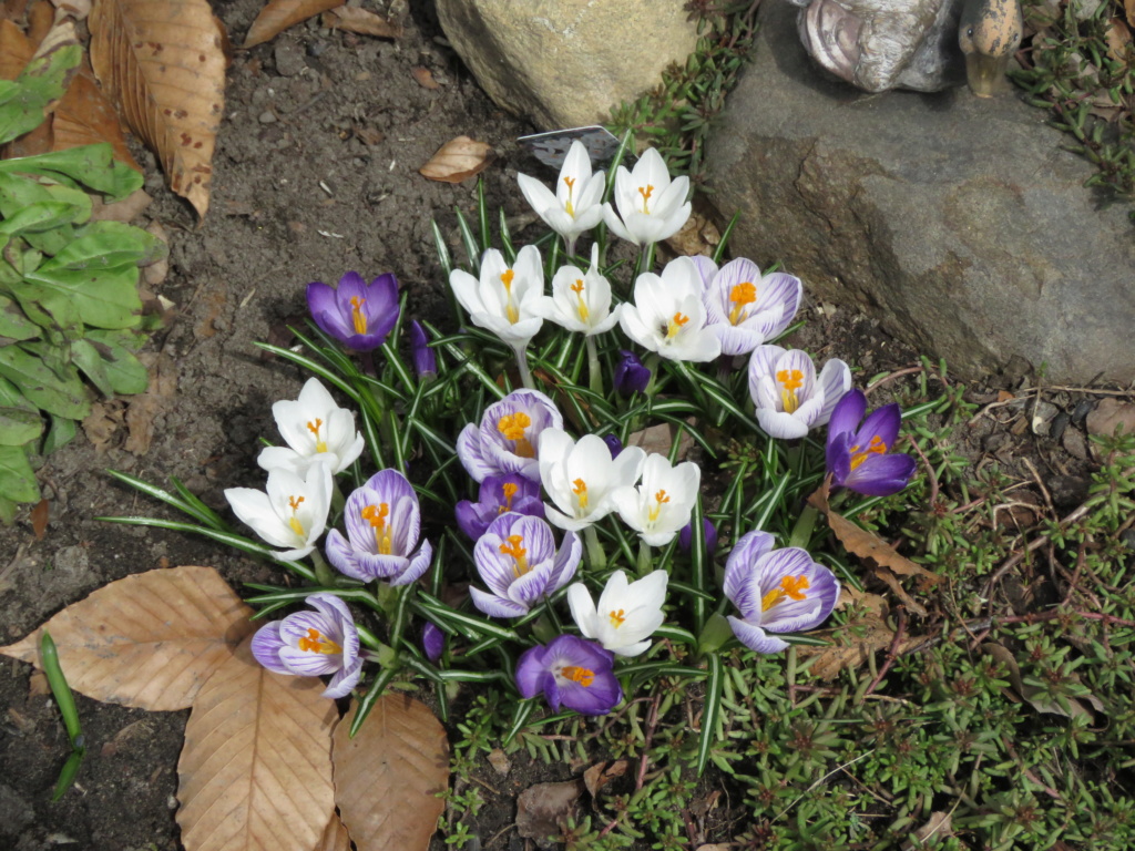 Chaque jour est un cadeau dans le jardin de grigri (saison 2019) - Page 4 Img_2719