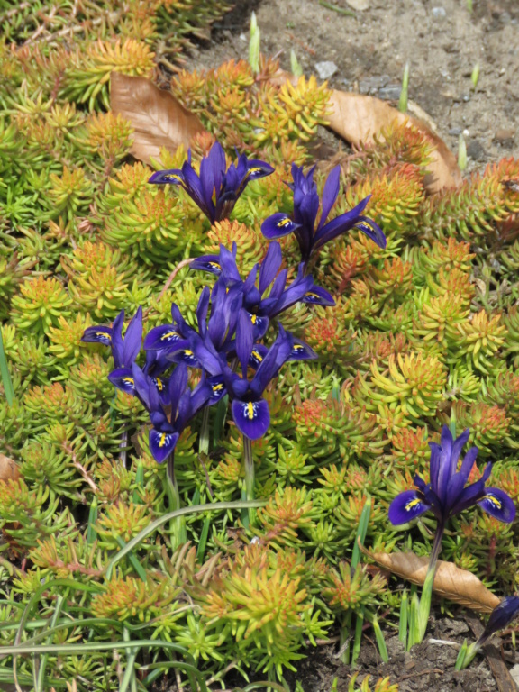 Chaque jour est un cadeau dans le jardin de grigri (saison 2019) - Page 4 Img_2725