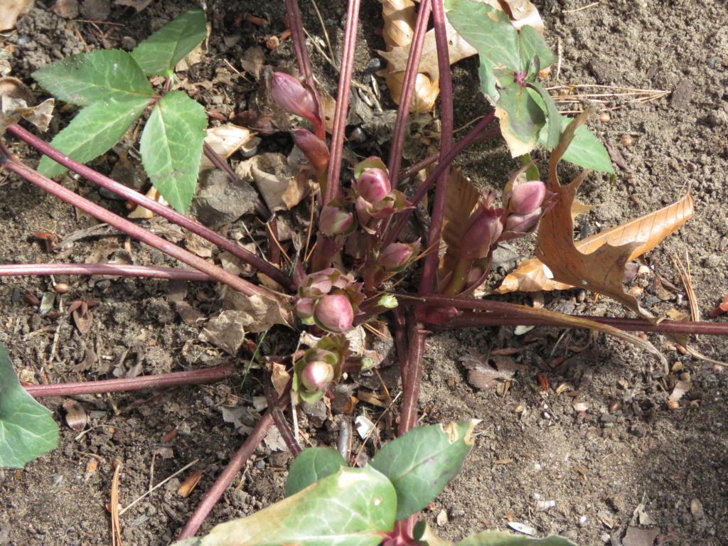 Chaque jour est un cadeau dans le jardin de grigri (saison 2019) - Page 4 Img_2728