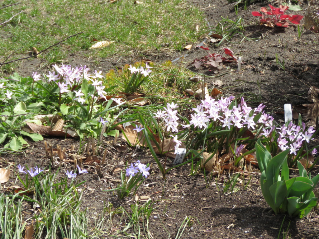 Chaque jour est un cadeau dans le jardin de grigri (saison 2019) - Page 4 Img_2729