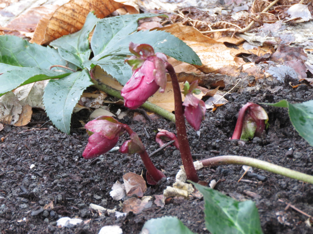 Chaque jour est un cadeau dans le jardin de grigri (saison 2019) - Page 5 Img_2735