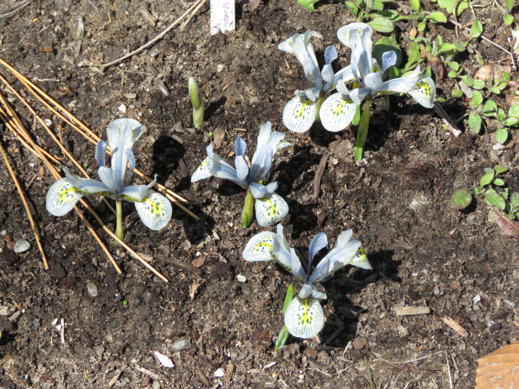 Chaque jour est un cadeau dans le jardin de grigri (saison 2019) - Page 5 Img_2747